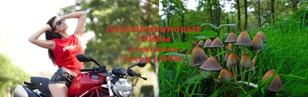ПСИЛОЦИБИНОВЫЕ ГРИБЫ Аркадак